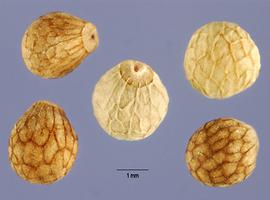   Fruits:   Perilla frutescens ; Photo by S. Hurst, USDA-NRCS Plants Database
